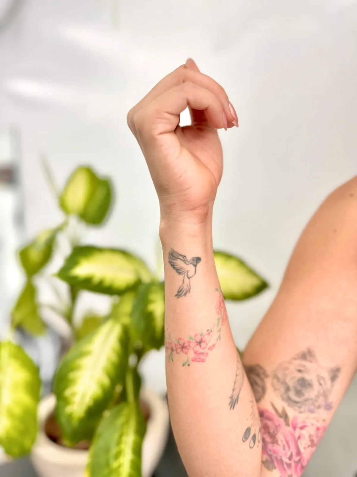 Arara — tatuagem original antes da cobertura